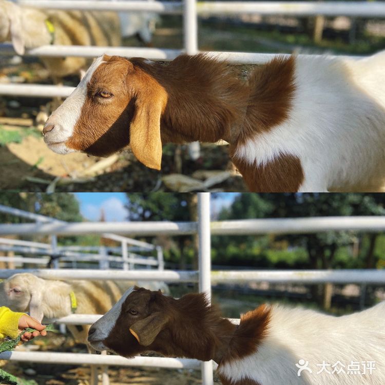 胡导带你游德清 | 布布熊生态农场