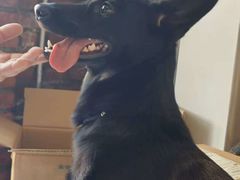 -宠拉拉·高端寄养·宠物酒店(朝阳分店)