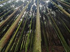 -武陵山森林公园