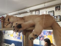 -平行世界·猫咖(首经贸店)