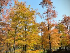 -莲花山公园