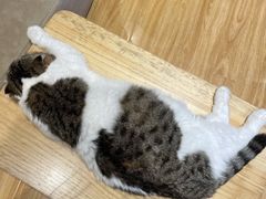 -啵啵喵·猫咖(攀华国际店)