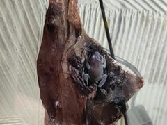 -酷以爬仙阁实体爬宠店·守宫·蜥蜴·专业繁育