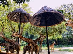 -广州长隆野生动物世界