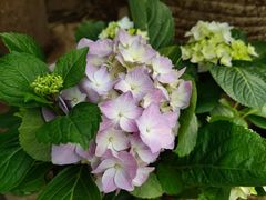 -石家庄市植物园