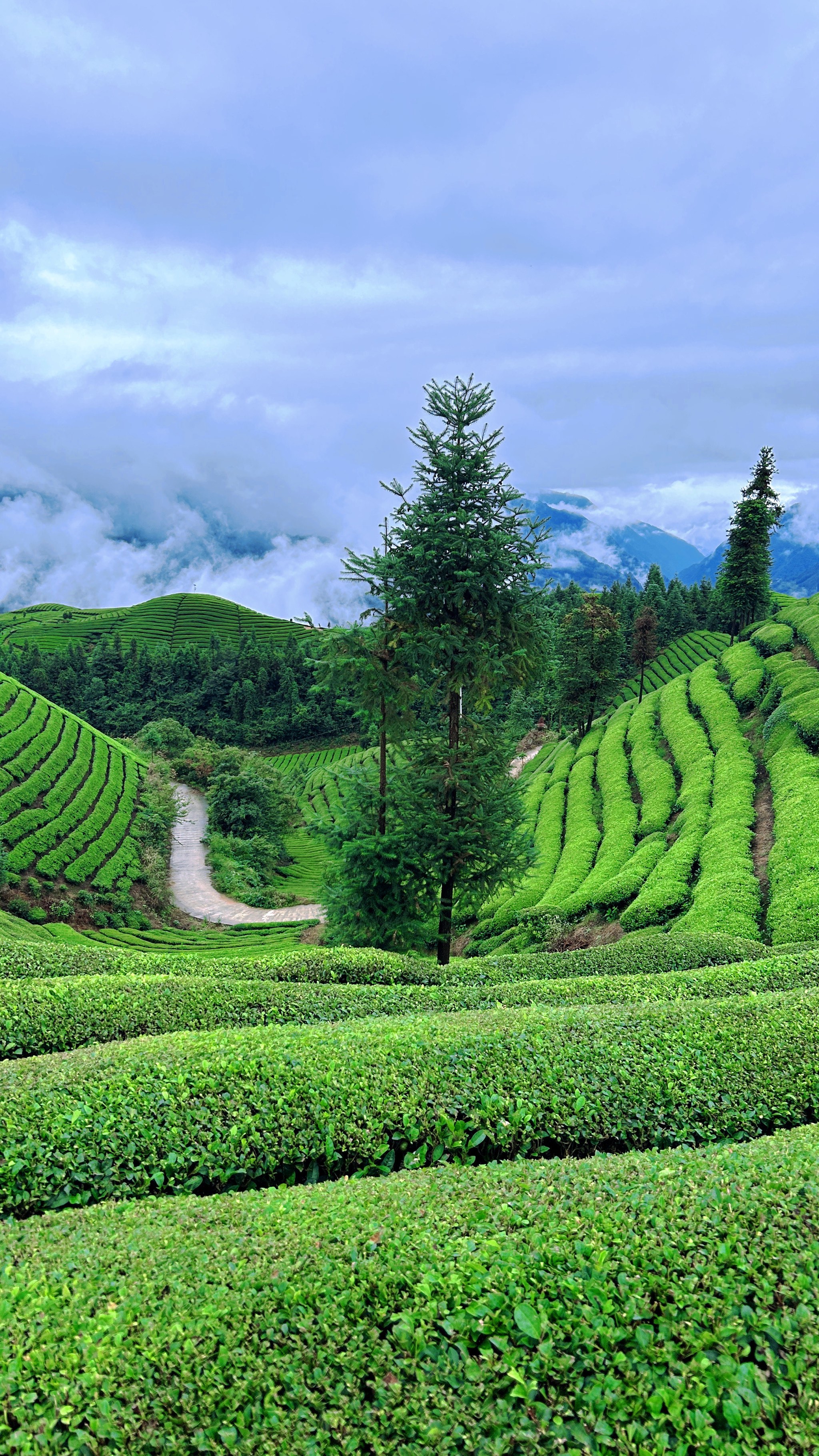 最美茶场图片图片