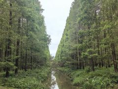 -黄海国家森林公园