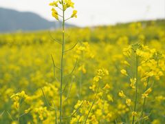 -光明小镇欢乐田园