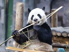 -栾川竹海野生动物园