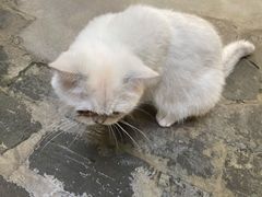 -喵屿·大理花园猫咖