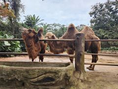 -海南热带野生动植物园