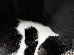 -安安宠医宠物医院·异宠·犬猫内科(岳阳分院)