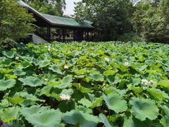 -灯盏窝饭店(新都分店)