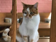 -喵屿·大理花园猫咖