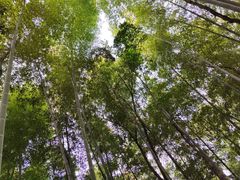 -上海佘山国家森林公园天马山园