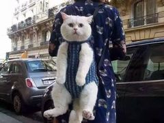 -瑞鹏宠物医院·骨科·猫科·内科(第一中心)