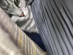 -瑞派动物医院·猫专科·至诚(江南中分院)