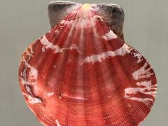 -青岛贝壳博物馆