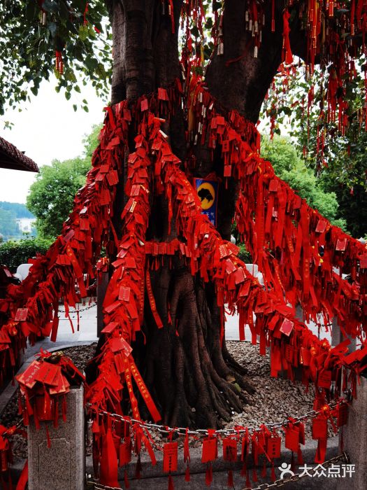 南国桃园旅游度假区图片