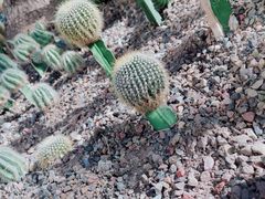 -南山植物园