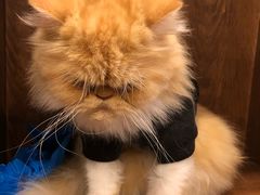 -喵店&猫咖