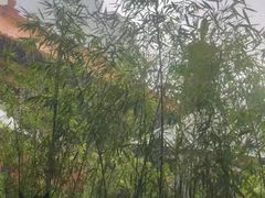 -真庆观