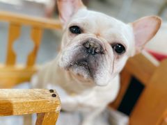 -more than meow吴止猫主题餐厅(承德 中船汇店)