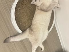 -爱洗澡的猫(望京店)