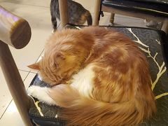 -平行世界·猫咖(首经贸店)