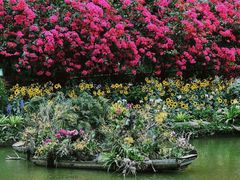 -深圳仙湖植物园