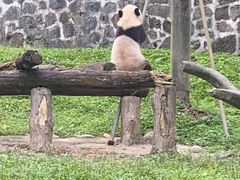 -都江堰中华大熊猫苑