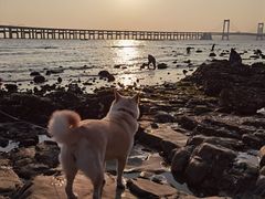 -星海湾跨海大桥