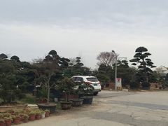 -龙大花卉苗木市场