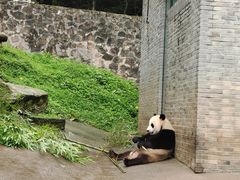 -都江堰中华大熊猫苑