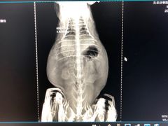 -瑞派·关忠动物医院·异宠专科·犬猫肿瘤·皮肤专科(望京店)