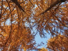 -上海海湾国家森林公园