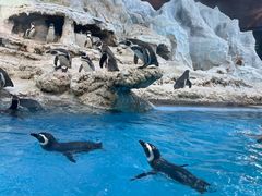 -帝企鹅自助餐厅•儿童岛•真企鹅(长隆企鹅酒店)