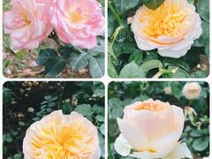 -人民公园(罗湖区)