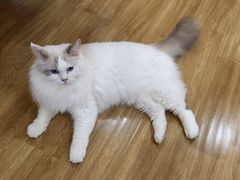 -滚猫咖啡·猫咖·猫友好撸猫(未来城店)