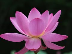 -荷塘月色湿地公园·向阳花洲
