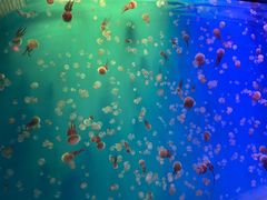 -福州罗源湾海洋世界旅游区