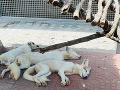 -西霞口神雕山野生动物世界