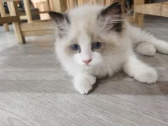 -和顺古镇