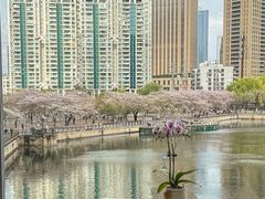 -珈境湖畔餐厅·湖北菜·江浙菜•樱花季(西北湖店)