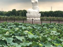 -荷塘月色湿地公园·向阳花洲