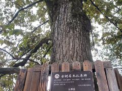 -九华山风景区月身宝殿