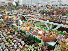 -三圣花乡旅游区