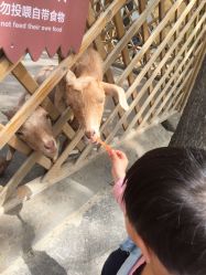 -萌宠亲子动物乐园(槐房万达店)