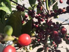-Torch Coffee 炬点咖啡