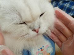 -共舞时光猫咖·狗咖(新街口店)